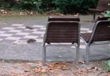 Ratti nel Giardino pubblico, il PD attacca: “Così i bambini non sono al sicuro” VIDEO Trieste, Giardino pubblico Muzio de Tommasini, ratti, derattizzazione, Partito Democratico, Comune di Trieste, salute pubblica