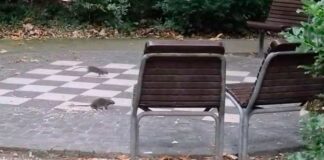 Ratti nel Giardino pubblico, il PD attacca: “Così i bambini non sono al sicuro” VIDEO Trieste, Giardino pubblico Muzio de Tommasini, ratti, derattizzazione, Partito Democratico, Comune di Trieste, salute pubblica