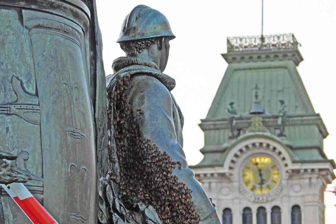 Trieste, Piazza Unità d'Italia, sciame d'api, vigili del fuoco, centro storico, sicurezza, api