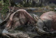 Villaggio del Pescatore, cade la teoria della laguna: ecco come si sono conservati i dinosauri Villaggio del Pescatore, dinosauri, fossili, Carso triestino, Cretaceo superiore, Elettra Sincrotrone Trieste, paleontologia