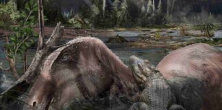 Villaggio del Pescatore, cade la teoria della laguna: ecco come si sono conservati i dinosauri Villaggio del Pescatore, dinosauri, fossili, Carso triestino, Cretaceo superiore, Elettra Sincrotrone Trieste, paleontologia