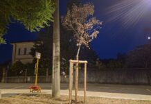 Siccità, alberi a rischio a Duino Aurisina: chiesto un piano urgente per salvare il verde pubblico