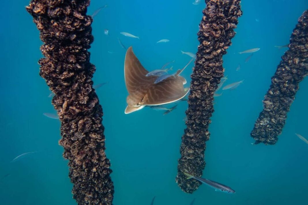 Immagine subacquea della fauna marina dell'AMP di Miramare (Golfo di Trieste)