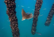 Immagine subacquea della fauna marina dell'AMP di Miramare (Golfo di Trieste)