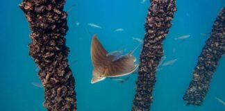 Squali e razze, dal Golfo di Trieste il progetto per far convivere biodiversità e attività produttive Immagine subacquea della fauna marina dell'AMP di Miramare (Golfo di Trieste)