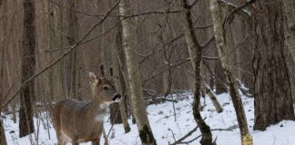 Cinghiali, ma non solo. UniTS indaga la fauna selvatica a Trieste